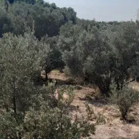 آدرس گیلان لوشان وستای برند زیر بیورزین|فروش زمین و ملک کلنگی|لوشان, |دیوار