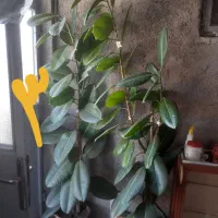 گل فیکوس|گل و گیاه طبیعی|زنجان, |دیوار