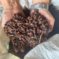 کشمش بیدانه افتابی