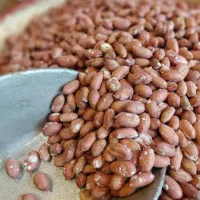 فروش بادام زمینی آستانه اشرفیه عمده و خورده