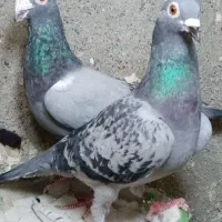 کبوترمسافتی