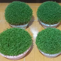 سبزه|خدمات باغبانی و درختکاری|الشتر, |دیوار