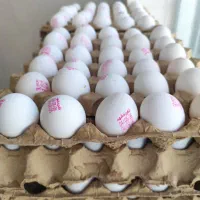 پخش تخم مرغ ثامن