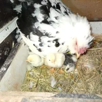 مرغ وخروس گلین|حیوانات مزرعه|قم, شهرک مهدیه|دیوار