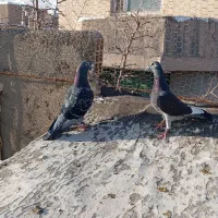 مسافتی|حیوانات|بیرجند, |دیوار