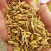 جو محلی بذری|خدمات باغبانی و درختکاری|گمیشان, |دیوار