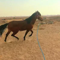 اسب نریون|اسب و تجهیزات اسبسواری|تاکستان, |دیوار