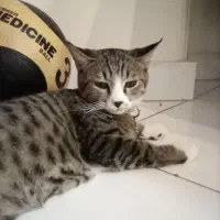 گربه