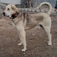 واگذاری سگ عراقی درشت و سنگین وزن