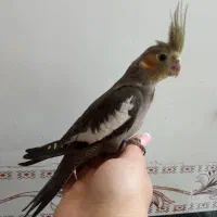 جفت جوجه دستی نر و ماده دونخور|پرنده|دهلران, |دیوار