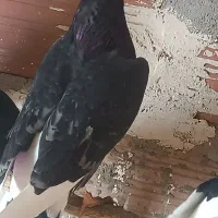 کبوتر پرشی|پرنده|سیمینه, |دیوار