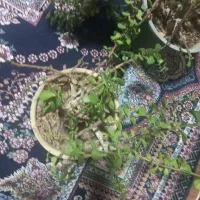 گل غرفهای|گل و گیاه طبیعی|شیراز, مسلم|دیوار