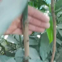 نهال انبه پیوندی چهارفصل رودان برنطین|خدمات باغبانی و درختکاری|بندرعباس, |دیوار