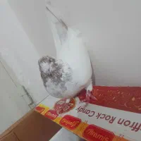 کبوتر قرمزی کوینح و کله ماستی اویناخ|پرنده|مراغه, |دیوار