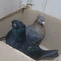 کبوتر یک جفت|پرنده|مبارکه, |دیوار