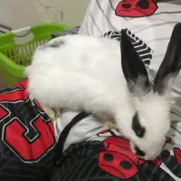 خرگوش|موش و خرگوش|کرج, خرمدشت|دیوار