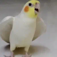 گمشده|اشیا|دوگنبدان, |دیوار