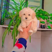 پودل کراس|سگ|رشت, گلسار|دیوار