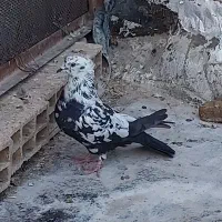 کبوتر اصفهانی پر