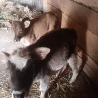 فروش فوری گاو با گوساله|حیوانات مزرعه|فریم, |دیوار