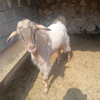 بر برای داشت هم قصابی|حیوانات مزرعه|جم, |دیوار