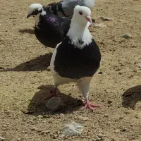 کفتر|پرنده|فلارد, |دیوار