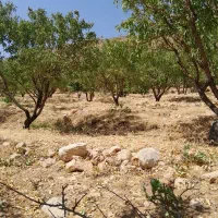 طرح عمان