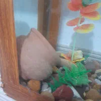 ماهی جوئل|ماهی|نیشابور, فضل|دیوار