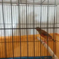 قناری نر وماده سورخ سوخته آماده جفت|پرنده|اندیمشک, |دیوار