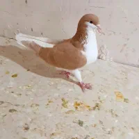 راست|پرنده|رامهرمز, |دیوار