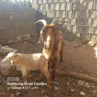 بز کهره دار و دوتا کهره نر
