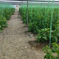 چند کارگر وارد در گلخانه داعم