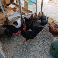 جوجه مرغ مشکی بلک استار گلپایگانی اصلاح نژاد شده