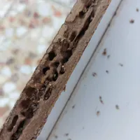 موریانه زدایی سم پاشی سوسک کابینت