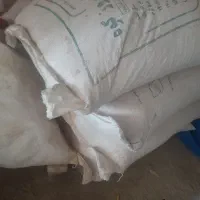 گندم بذری