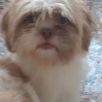 سگ شیتزوپیکینوا