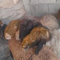 میش|حیوانات مزرعه|مسجد سلیمان, |دیوار