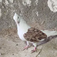 کبوتر کله و شونی|پرنده|بروجرد, |دیوار