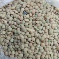 فروش عدس و نخود دیمی|خوردنی و آشامیدنی|تهران, بلوار کشاورز|دیوار