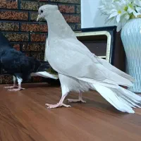 جفت جوجه دم سفید عطیقه