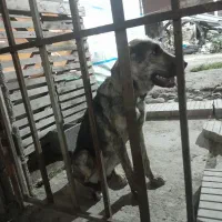 واگذاری توله ۷ماهه سرابی ماده