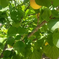 فروش باغ ۵۰۰ متر منطقه باغی قهجاورستان|فروش خانه و ویلا|اصفهان, قلعه نو|دیوار