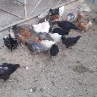 فروش جوجه کاکلی