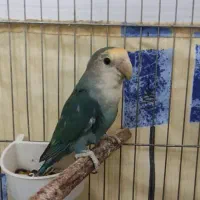 طوطی برزیلی