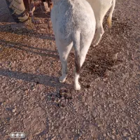 الاغ|حیوانات مزرعه|هندیجان, |دیوار