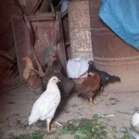 جوجه ۵ماهه و یک عدد مرغ|حیوانات مزرعه|شباب, |دیوار