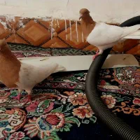 کله زرد نر و ماده|پرنده|سوسنگرد, |دیوار