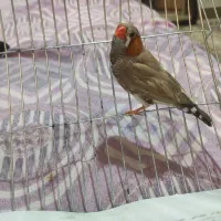 فنچ کینگ اورنج و لپ سیاه|پرنده|قزوین, |دیوار