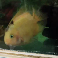 ماهی|ماهی|ری, علایین|دیوار