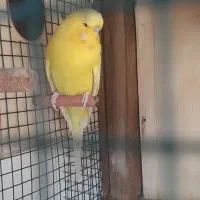 مرغ عشق انگلیسی خوشگل